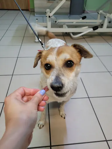 Przychodnia weterynaryjna ALMAVET - Dermatologia i onkologia weterynaryjna